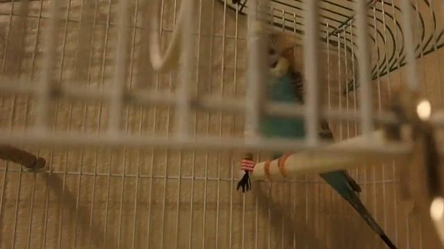 Волнистый попугай. Как обустроить клетку смотреть онлайн