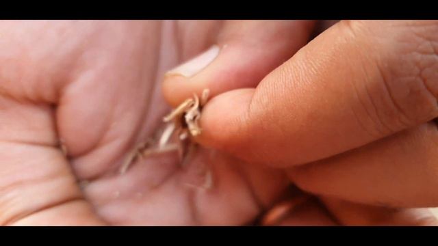 Verbena Care and Propagation смотреть онлайн