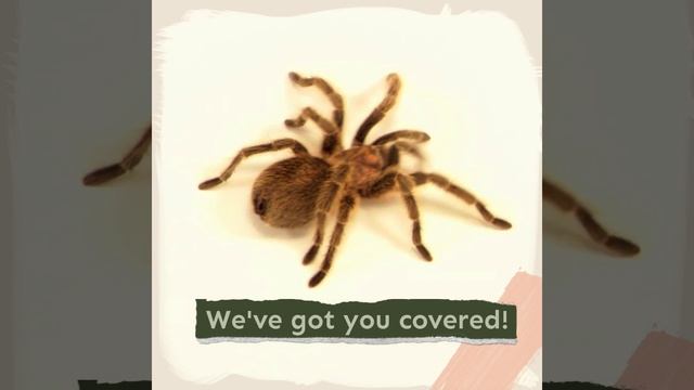 Tarantula Spiders As Pets - The Ultimate Tarantula Owner’s Guide - Breeding, Buying, Care, And More