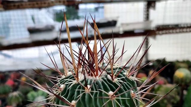 Echinofossulocactus phyllacanthus Cactus - Cacti Succulent Review смотреть онлайн