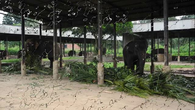 2013 01 Шри-Ланка. Слоны - это птицы - январь 2013 смотреть онлайн