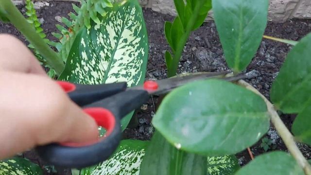 Замиокулькас размножение листом / Долларовое дерево из листа смотреть онлайн