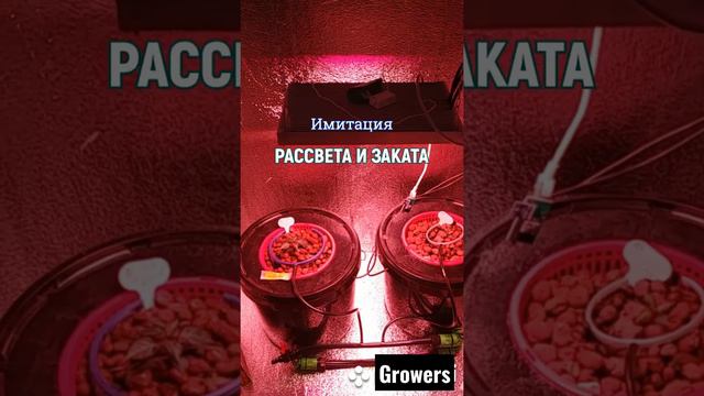 Led лампа имитация рассвет/закат для растений.Почему это так ВАЖНО!!! смотреть онлайн
