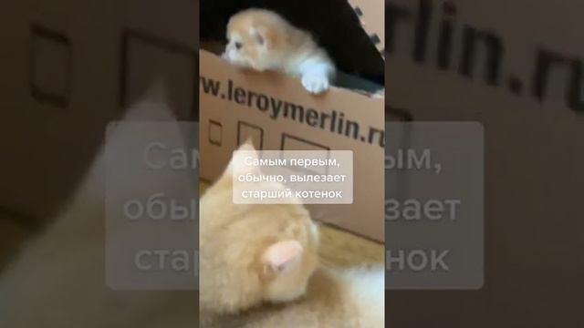 Пранк, эдвард Бил, меллстрой, ржака, котята, приколы с животными, танцы, девушки, красивые девушки смотреть онлайн