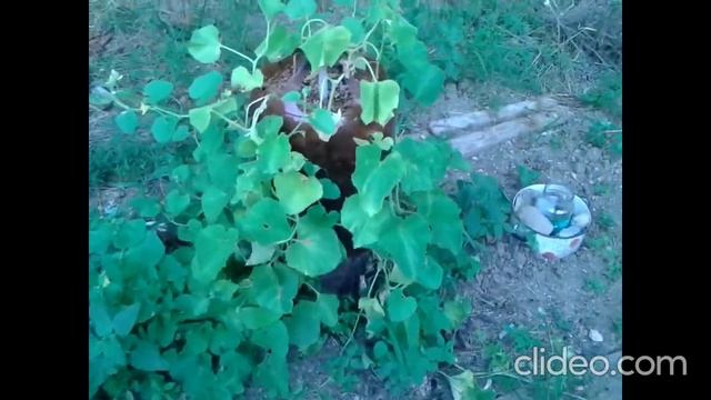 Бутылочное огородно-пчеловодное хозяйство на даче. смотреть онлайн