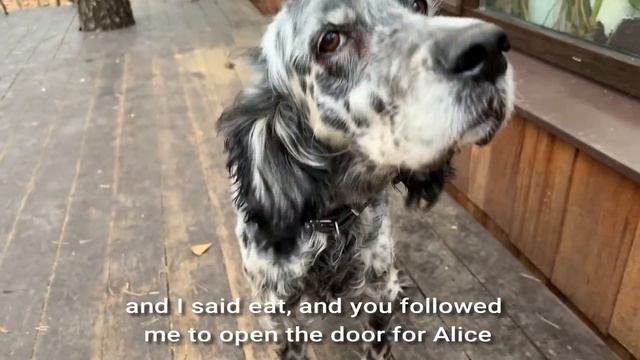 Алиса лиса. Кто ворует завтраки собак?! (Who steals dogs' breakfasts?!). смотреть онлайн