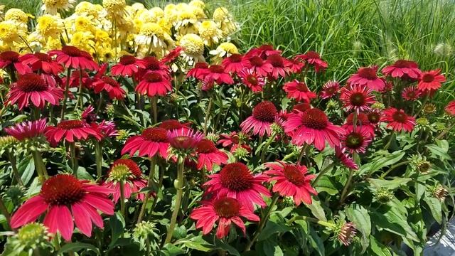 Best perennials - Echinacea x Sombrero® Baja Burgundy (Coneflower) смотреть онлайн