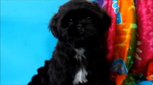 щенок ши-тцу черного окраса