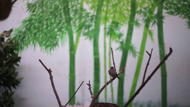 Me at Shanghai Zoo / Hin смотреть онлайн