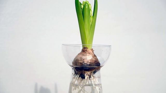 Time lapse of a Hyacinth смотреть онлайн