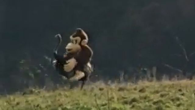 Super Donkey Kong JPN Commercial 2 смотреть онлайн