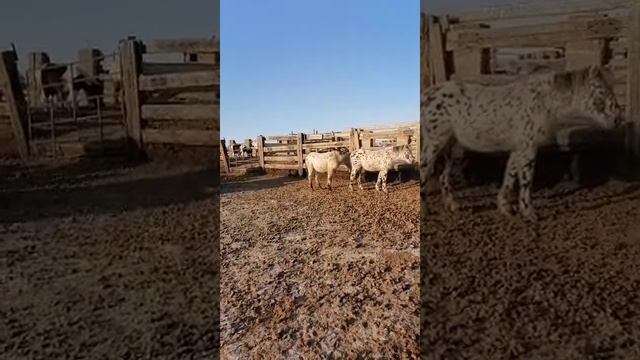 Забайкальская кучерявая. 2020 г. Жеребята в табуне. 5