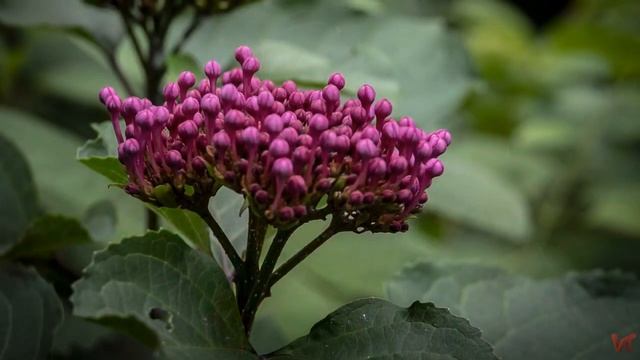 Клеродендрум (Clerodendrum) смотреть онлайн