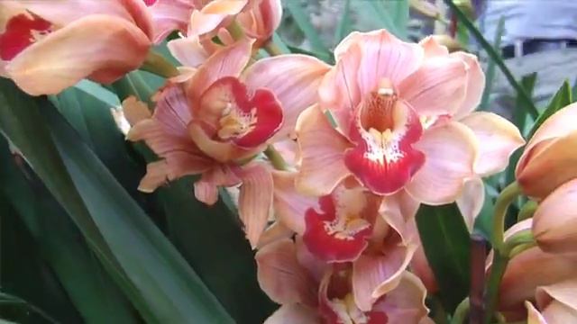 Look inside 2015 Orchid Mania at Cleveland Botanical Garden смотреть онлайн