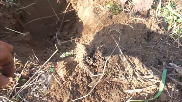 МОНЕТЫ в СОХРАНЕ у СТАРОЙ ДЕРЕВНИ смотреть онлайн