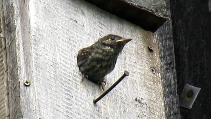 Птенец мухоловки отправляется в первый полёт смотреть онлайн