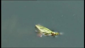 Рыбалка в Англии