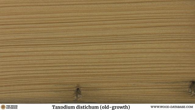 Bald cypress (Taxodium distichum) смотреть онлайн