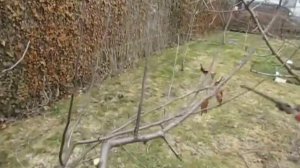 ОБРЕЗКА ЯБЛОНИ. Детальный обзор.