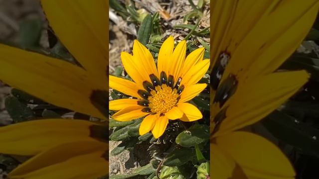 Gazania, Treasure flower, African Daisy смотреть онлайн