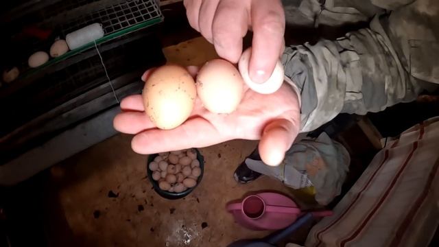 Огромные яйца... ??? Норма или аномалия?