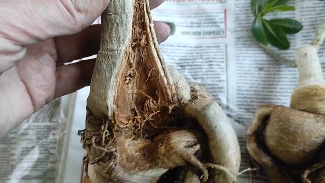 АДЕНИУМЫ на подвой Новинки весны #адениум #adenium