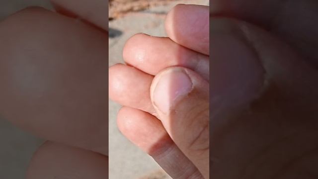 насекомые поиски смотреть онлайн