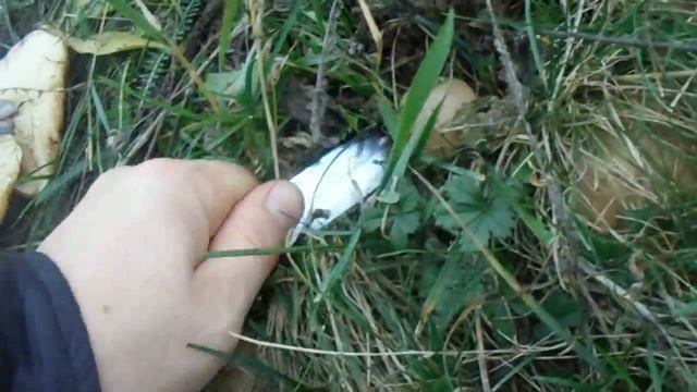 Рядовка лиловоногая или Синеножка смотреть онлайн