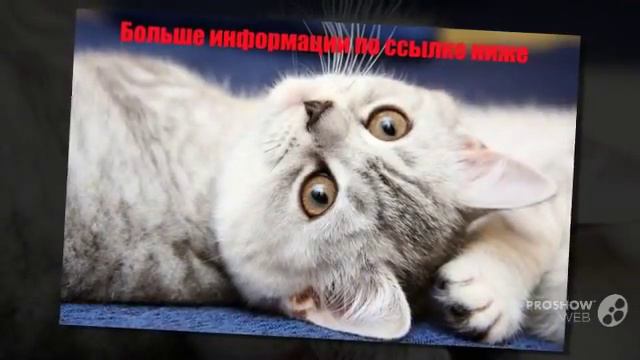 Туалетная вода Gucci смотреть ролик смотреть онлайн