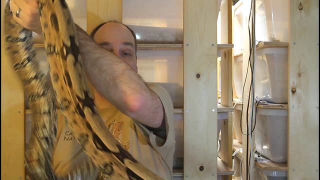 Male or Female Boa: Which Should You Get? смотреть онлайн