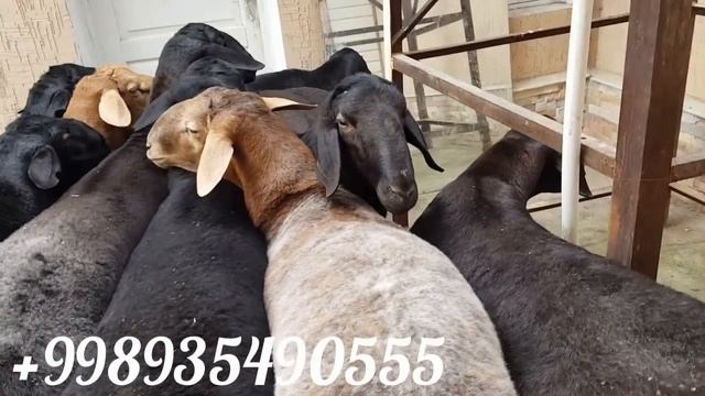 Продаётся Гиссари Узбекистан +998935490555 смотреть онлайн