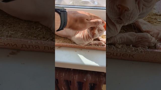 Лысики греются на солнышке #донскойсфинкс #кошки #сфинкс смотреть онлайн