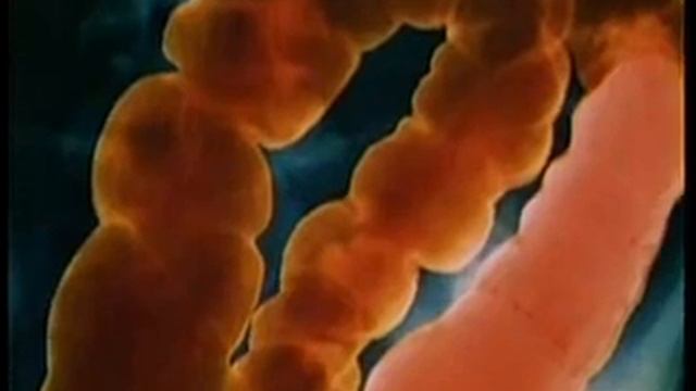 Magvit 12 14.wmv смотреть онлайн