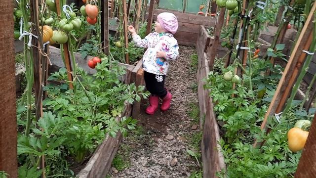 В теплице стало меньше конденсата, и дышится легче. Интересно почему?... смотреть онлайн