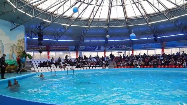 Киевский дельфинарий "Немо": танцы дельфинов смотреть онлайн