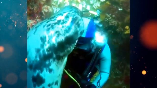 Любопытное морское СУЩЕСТВО решило поприставать к дайверу! Вот чем всё это кончилось для человека!