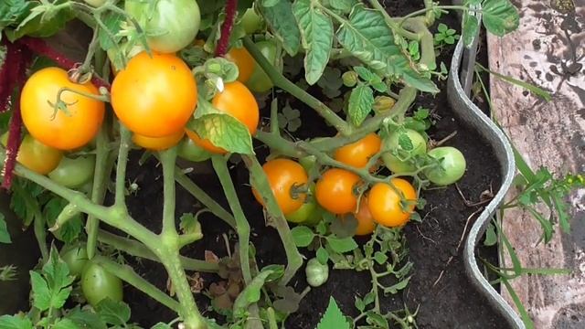 ТОМАТ "ЯНТАРНЫЙ". №300. ОБЗОР. Ольга Чернова. смотреть онлайн