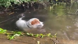 Локи Бобо- собака плавает в озере