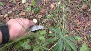 ПО ГРИБЫ! Пошли полянки грибов! Дождь идёт И ГРИБЫ ИДУТ