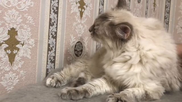 Чешим и гладим Невскую Маскарадную кошку Алису смотреть онлайн