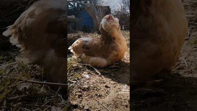 фавероль лососевая ласхюнер лпх Козырь Волгоград смотреть онлайн