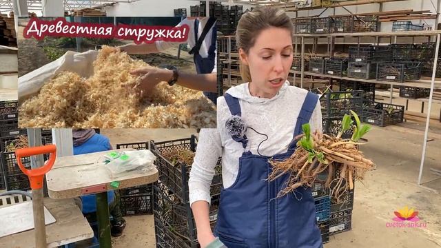 Весенняя отправка лилейников / Сад Ворошиловой смотреть онлайн