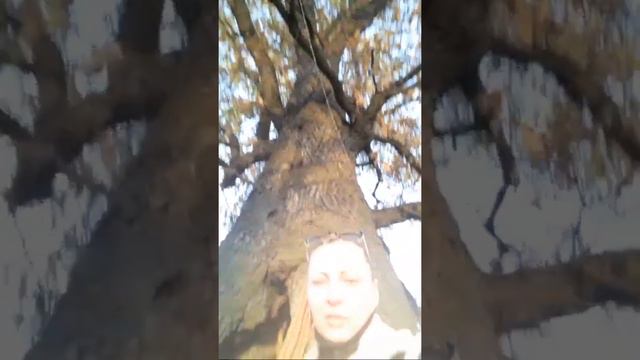 Дерево иггдрасиль смотреть онлайн