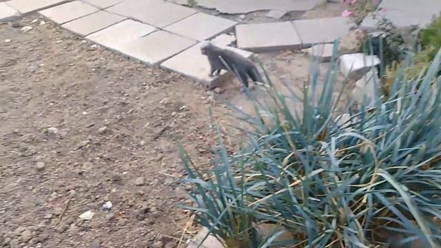 СДЕЛАЙ ЭТО С ПИТОМЦАМИ! ? смотреть онлайн