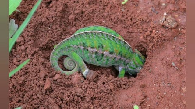 Хамелеон. Степанова Н.Л. смотреть онлайн