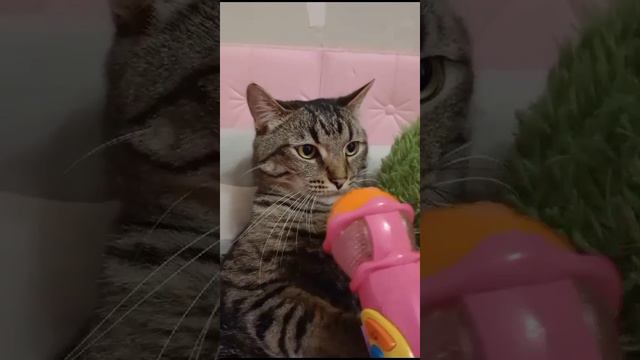 Тишинька Мишинька