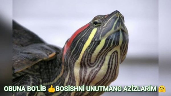 Tushda TOSHBAQA ko'rsa nima bo'ladi❓