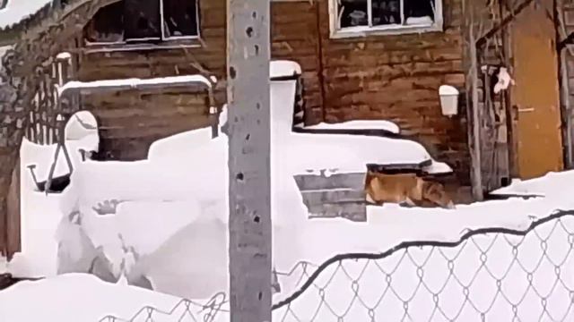 (668) Лиса приходит в гости. Декабрь 2023 смотреть онлайн