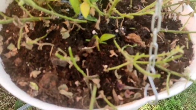 ?ПЕТУНИЯ.Обрезка, подкормка, цветение. Через какое время зацветет петуния после обрезки... смотреть онлайн