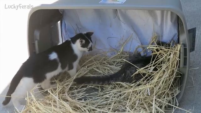 Cats For Cats To Watch HD ➙ EPIC 3 HOURS! Cat Videos * Cats Playing * Entertainment For Cats